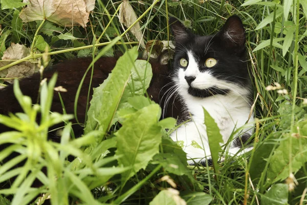 Black White Cat Hides Grass Looks Horizontal Format Selective Focus — Stock Photo, Image