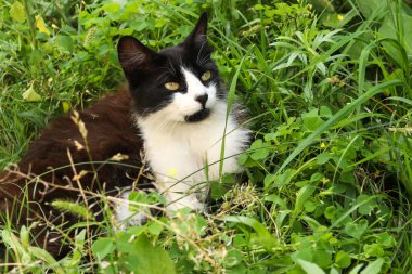Siyah ve beyaz kedi çimenlerde saklanır ve yukarı bakar, yatay format, seçici odak, yakın çekim