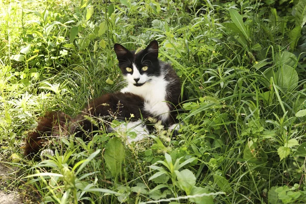 Black White Cat Lies Green Grass Horizontal Format — Stock Photo, Image