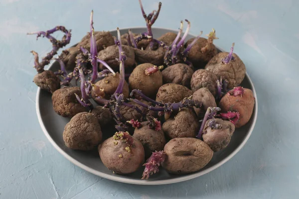 Patatas Feas Germinadas Plato Sobre Fondo Azul Claro Primeros Planos — Foto de Stock