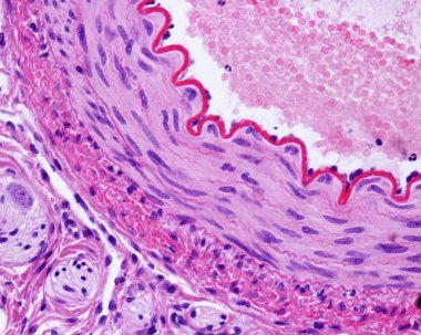 Kas arteri