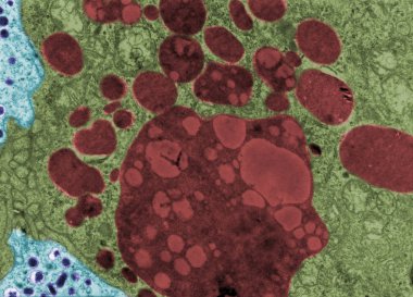 Organellerin ve lipofuscin. Sahte renk Tem