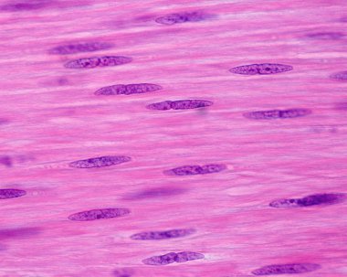 Smooth muscle cells. Nuclei clipart