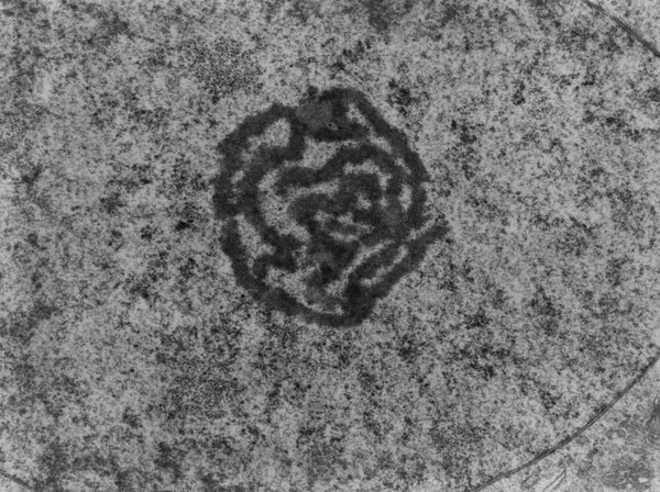 Ядрышко, ТЕА