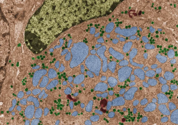 刺戟のセルです。偽色 Tem — ストック写真