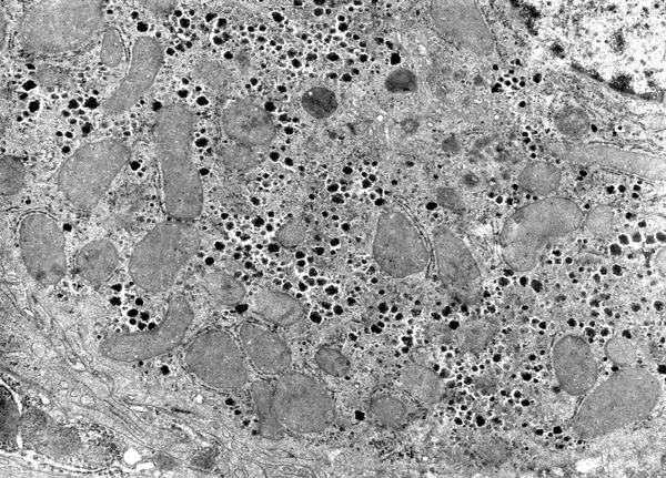 Citoplasma. Organelli cellulari, TEM — Foto Stock