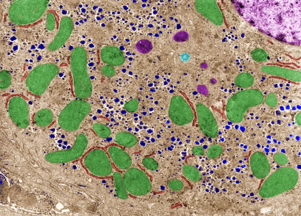 Citoplasma. Orgánulos celulares. Color falso TEM —  Fotos de Stock
