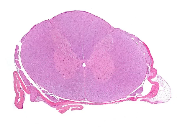 Medula espinhal — Fotografia de Stock