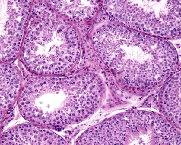 Seminiferous tubules — 스톡 사진