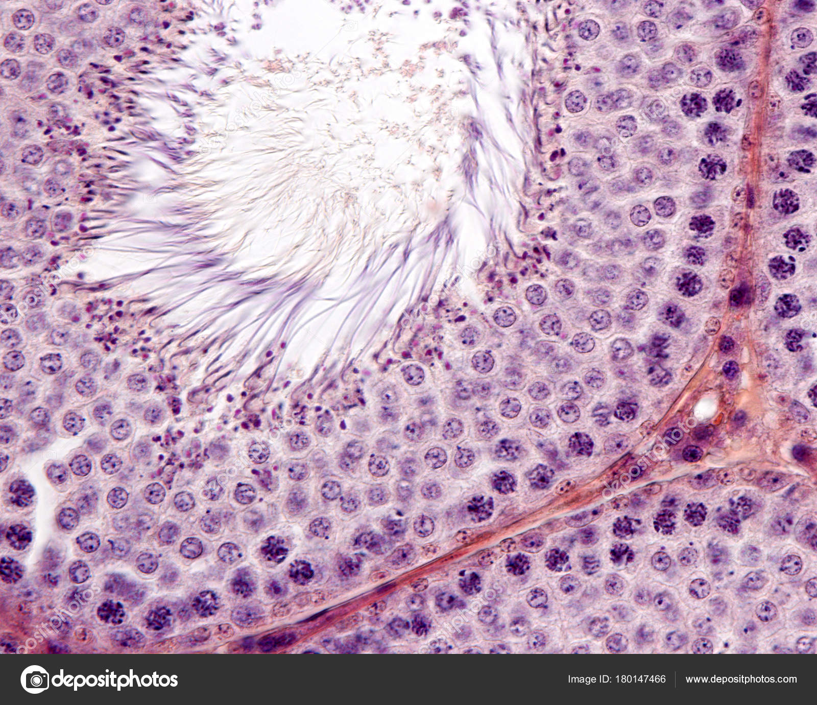 Spermatogenese Stockfotografie lizenzfreie Fotos © jlcalvoucm.es