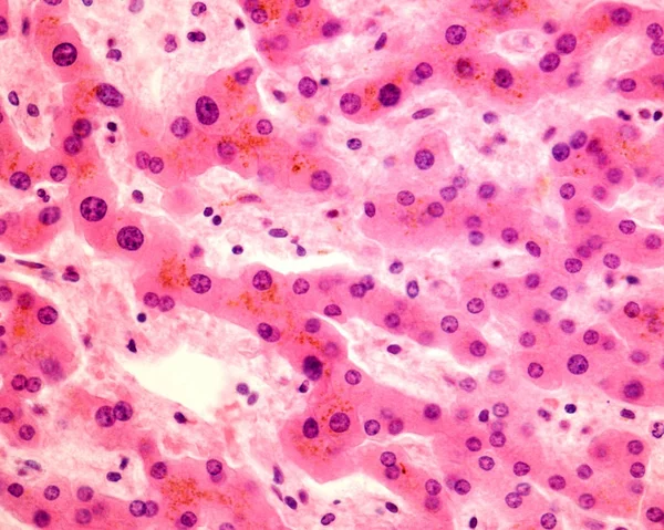Hepatocytes — 스톡 사진