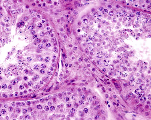 Komórki Leydiga — Zdjęcie stockowe