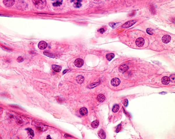 Leydig hücreleri — Stok fotoğraf