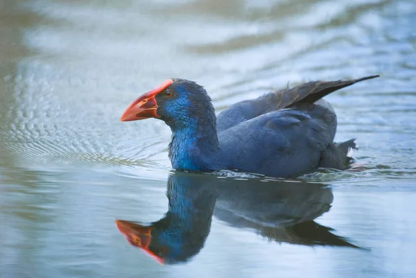 Calamon comun nadando en la Albufera de Mallorca