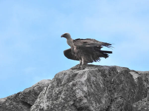 Kayanın üzerinde tünemiş griffon akbaba