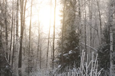 Gün batımında karlı kış ormanı