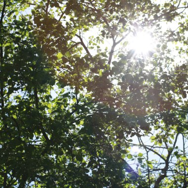 Güneşli bahar gününde açan kiraz ağacı dalları