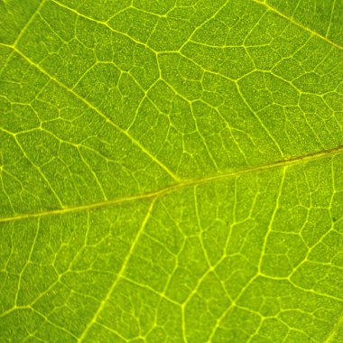 Yeşil yaprak dokusunu kapat