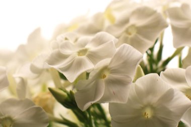 Güneşli bahar gününde güzel beyaz çiçekler