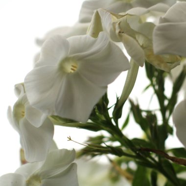 Bahçedeki güzel beyaz çiçekler