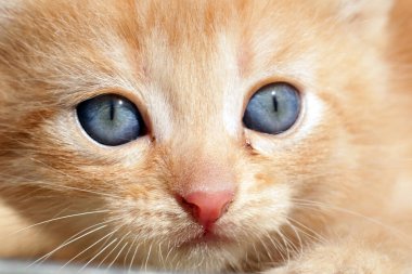 Sevimli küçük kırmızı kedi