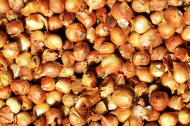 Piyasada taze soğan var. 