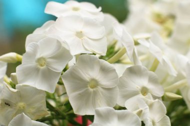 Bahçedeki güzel beyaz çiçekler