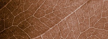 Yaprak soyut modern arkaplan