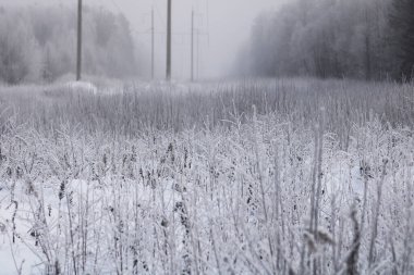 Kış mevsiminde karlı orman