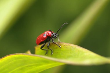 Yeşil yapraklı böcek. Yaklaş.