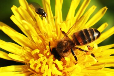Sarı çiçekli arı. Yaklaş.