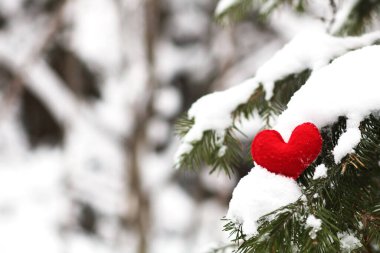 Kışın köknar dallarında karlı kırmızı kalp