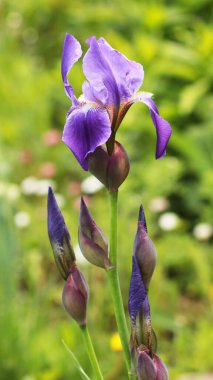 Yeşil bahçede güzel çiçek açan süsen çiçeği