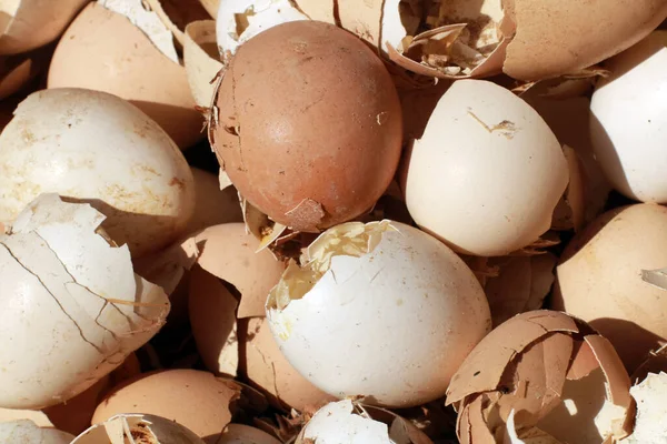 Set Broken Eggshells Close — Stock Photo, Image