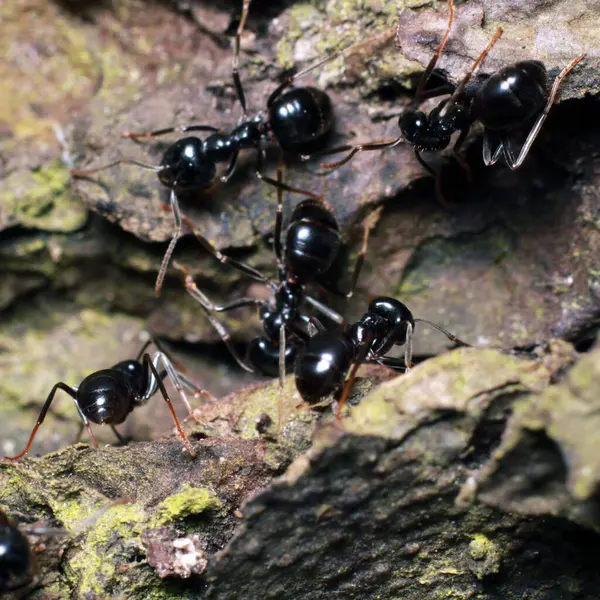 Czarne Mrówki Lesie Blisko — Zdjęcie stockowe