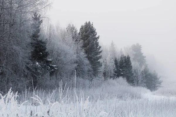 Las Śnieżny Sezonie Zimowym — Zdjęcie stockowe