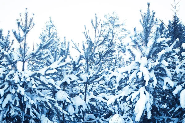 Vinter Skog Landskap Med Snötäckta Träd — Stockfoto