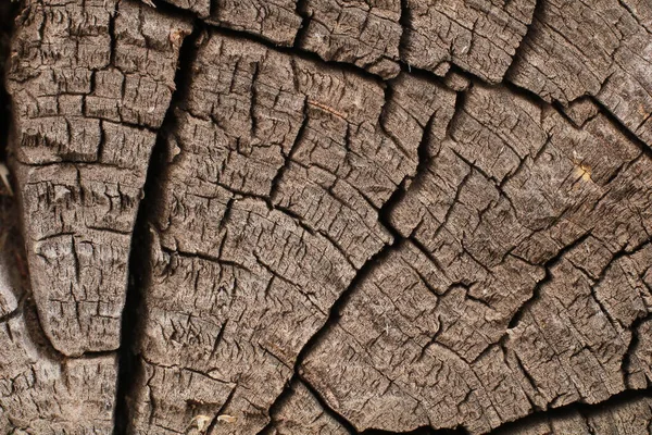 Árbol Madera Tocón Fondo —  Fotos de Stock