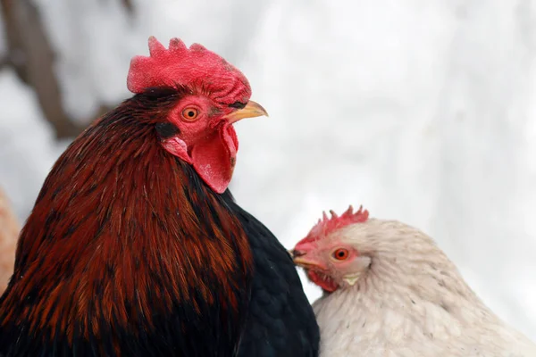 Roosters and chickens outdoor on farm