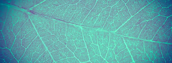 Leaf Abstract Modern Background — Stock Photo, Image