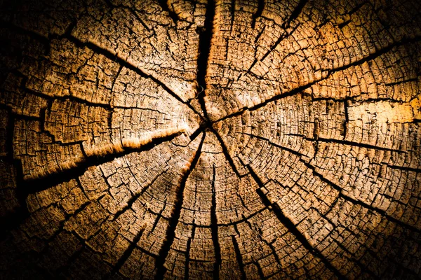 Holz Baumstumpf Hintergrund — Stockfoto