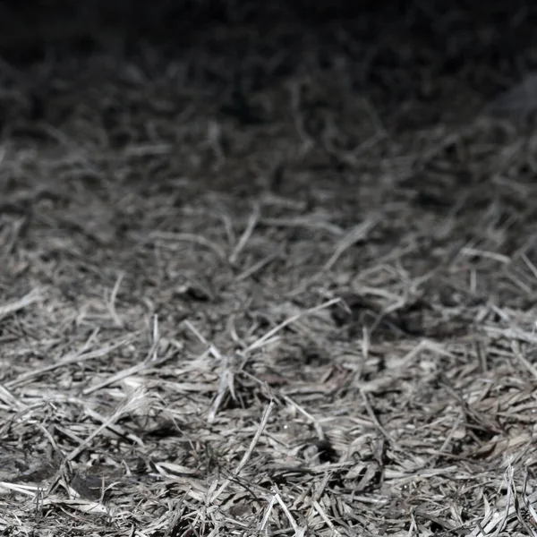 Sucha Tekstura Trawy Tło — Zdjęcie stockowe