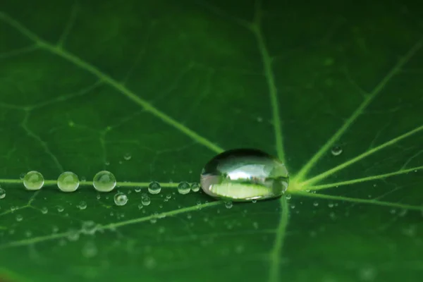Grünes Blatt Mit Wassertropfen — Stockfoto