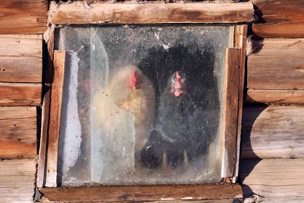 Drewniany Dom Kurczakami Szklanym Oknie — Zdjęcie stockowe