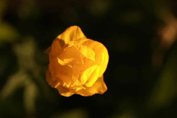 夕暮れ時の畑の黄色い花 — ストック写真
