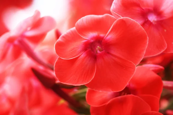 Schöne Rote Blumen Einem Sonnigen Frühlingstag — Stockfoto