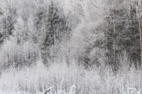 Bosque Nevado Temporada Invierno — Foto de Stock