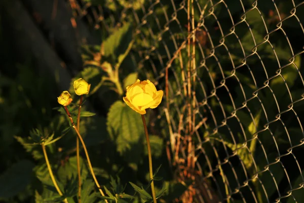 Gele Bloemen Groene Tuin Met Omheining — Stockfoto