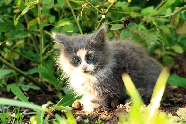 Pequeno Gato Bonito Jardim — Fotografia de Stock