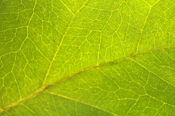 Close Green Leaf Texture — Stock Photo, Image